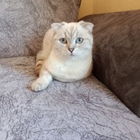 Scottish Fold, Kedi  Prenses fotoğrafı