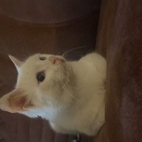 Van Kedisi, Kedi  Mavi fotoğrafı