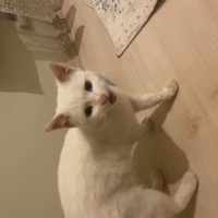Van Kedisi, Kedi  Mavi fotoğrafı
