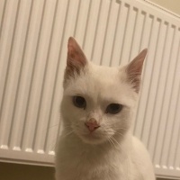 Van Kedisi, Kedi  Mavi fotoğrafı