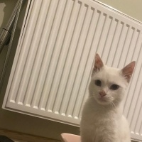 Van Kedisi, Kedi  Mavi fotoğrafı