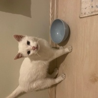 Van Kedisi, Kedi  Mavi fotoğrafı
