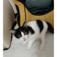 Tekir Kedi, Kedi  Acil sıcak yuvasını bekliyor yavrumuz fotoğrafı