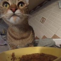 Tekir Kedi, Kedi  Fındık fotoğrafı