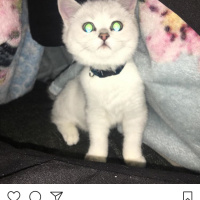 Scottish Fold, Kedi  Miki fotoğrafı