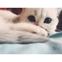 Scottish Fold, Kedi  Miki fotoğrafı