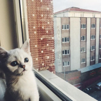Scottish Fold, Kedi  Miki fotoğrafı