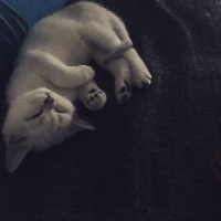 Scottish Fold, Kedi  Miki fotoğrafı