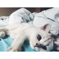 Scottish Fold, Kedi  Miki fotoğrafı
