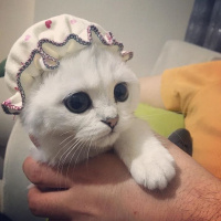 Scottish Fold, Kedi  Miki fotoğrafı