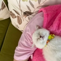 British Shorthair, Kedi  Fikfik fotoğrafı