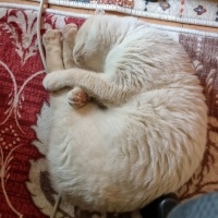 British Shorthair, Kedi  Paşa fotoğrafı