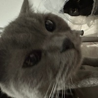 Tekir Kedi, Kedi  Fındık fotoğrafı