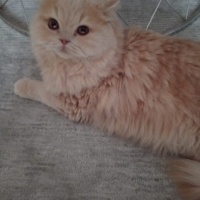 İran Kedisi (Persian), Kedi  Pablo fotoğrafı