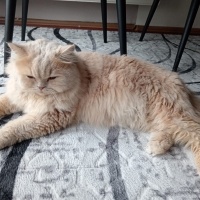 İran Kedisi (Persian), Kedi  Pablo fotoğrafı