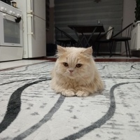 İran Kedisi (Persian), Kedi  Pablo fotoğrafı