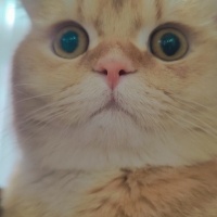 British Longhair, Kedi  tarçın fotoğrafı