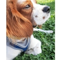 King Charles Spaniel, Köpek  LUCA fotoğrafı