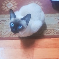 Siyam Kedisi, Kedi  Siyam fotoğrafı