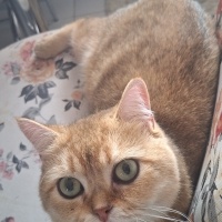 British Shorthair, Kedi  Tarçın fotoğrafı