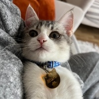 British Shorthair, Kedi  Mars fotoğrafı