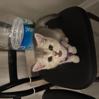 British Shorthair, Kedi  Betty fotoğrafı