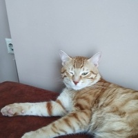 Sarman, Kedi  Tarçın fotoğrafı
