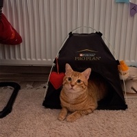 Sarman, Kedi  Tarçın fotoğrafı