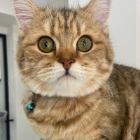 British Shorthair, Kedi  Miso fotoğrafı