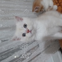 British Longhair, Kedi  Pamuk fotoğrafı
