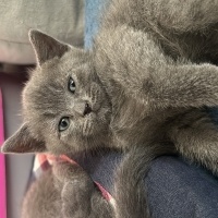 British Shorthair, Kedi  Chelsea fotoğrafı
