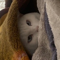 British Shorthair, Kedi  Zag fotoğrafı