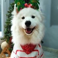 Samoyed, Köpek  Arya fotoğrafı