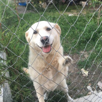 Golden Retriever, Köpek  Hera fotoğrafı