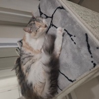 Norwegian Forest, Kedi  Maya fotoğrafı