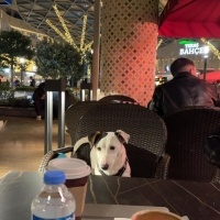 Jack Russell Terrier, Köpek  CEK fotoğrafı