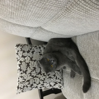 Scottish Fold, Kedi  Duman fotoğrafı