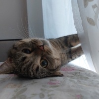 British Shorthair, Kedi  Çitos fotoğrafı