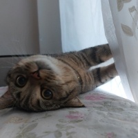 British Shorthair, Kedi  Çitos fotoğrafı