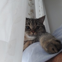 British Shorthair, Kedi  Çitos fotoğrafı