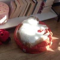 Sarman, Kedi  Miya fotoğrafı