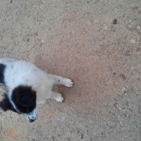 Border Collie, Köpek  Leydi fotoğrafı