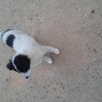 Border Collie, Köpek  Leydi fotoğrafı