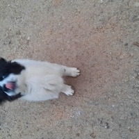 Border Collie, Köpek  Leydi fotoğrafı