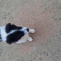 Border Collie, Köpek  Leydi fotoğrafı