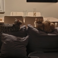 Tekir Kedi, Kedi  Küçümen fotoğrafı