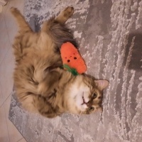 Tekir Kedi, Kedi  Küçümen fotoğrafı