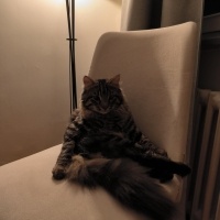 Norwegian Forest, Kedi  Korsan Osman fotoğrafı