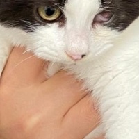 Tuxedo (Smokin) Kedi, Kedi  PAŞA fotoğrafı