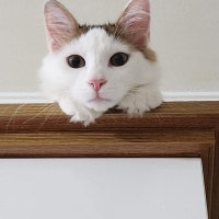 Tekir Kedi, Kedi  Pitir fotoğrafı